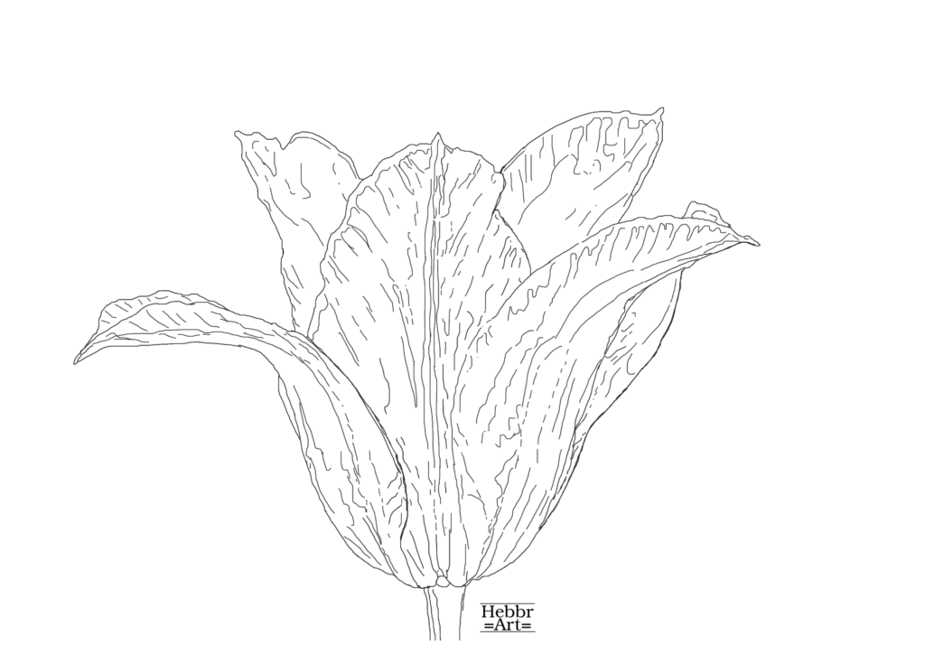 Lijntekening tulp