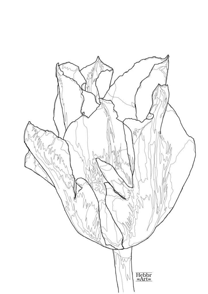 Lijntekening parkiettulp