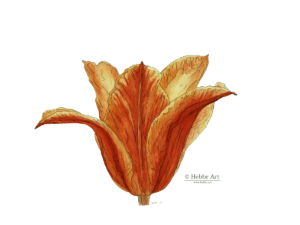 Tulp, inkt op papier