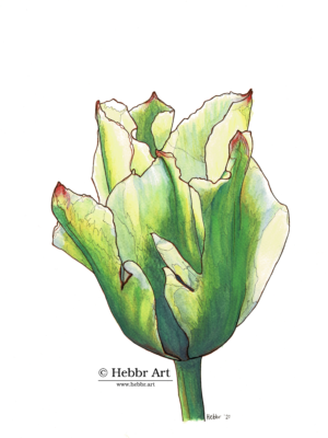 Parkiettulp, inktense op papier, 24 x 32 cm