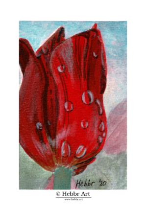 Tulp met druppels, inkt op papier, 10,5 x 14,8 cm
