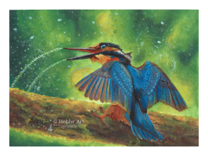 IJsvogel